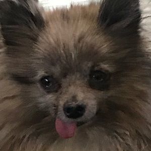 Meet your Posher, Sandy